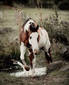 a brown and white horse standing on top of a lush green field