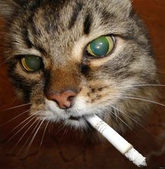 a close up of a cat with a toothbrush in its mouth