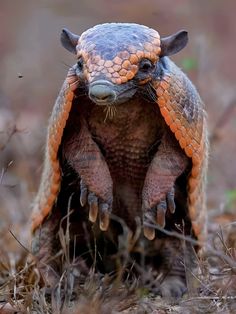 an orange and black armadile standing in the grass