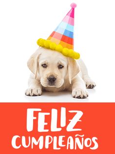 a dog wearing a party hat with the words feliz cumpleanos on it