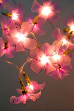 some pink flowers are lit up with lights