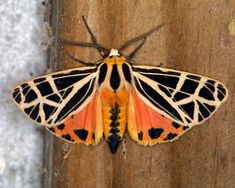 an orange and black moth sitting on top of a wooden wall