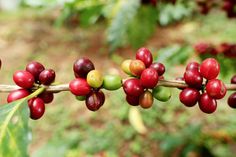 coffee beans are growing on a tree branch