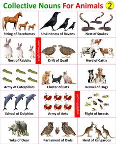 an animal chart with different types of animals