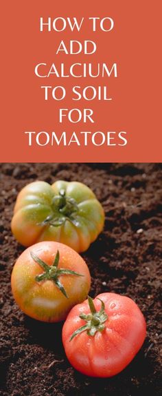 three tomatoes and one tomato on the ground with text overlay how to add calcum to soil for tomatoes