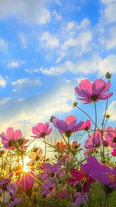 the sun shines brightly behind pink flowers in a field with green grass and blue sky