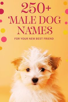 A small fluffy dog. Above, there's a title mentioning Male Dog Names. Make Dog Names, Cute Dog Names Male, Small Male Dog Names, Cute Male Puppy Names, Dog Boy Names, Cute Boy Dog Names, Names For Boy Dogs, Puppy Names Boy, Male Puppy Names