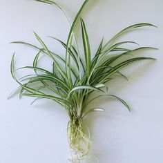 an air plant is hanging on the wall