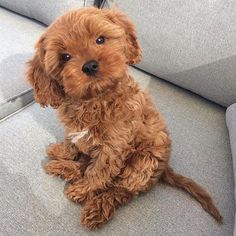 a small brown dog sitting on top of a couch