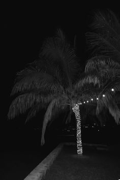 a black and white photo of a palm tree with lights on it's branches