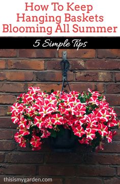 a hanging basket filled with pink flowers next to a brick wall and text overlay that reads how to keep hanging baskets blooming all summer 5 simple tips