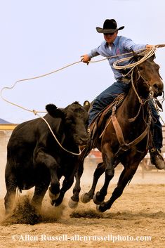 a man riding on the back of a brown horse next to a black cow in a dirt field