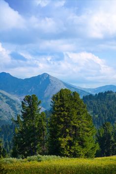 the mountains are covered in trees and grass