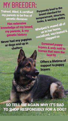 a german shepherd dog laying in the grass with its owner's description on it