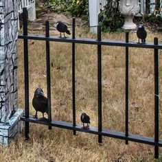 three black birds sitting on top of a metal fence next to a cemetery with tombstones in the background