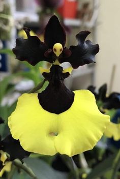 a black and yellow flower with green leaves