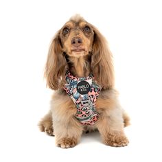 a brown dog wearing a pink and black bandana