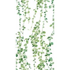 Hanging Watercolor Vines Peel & Stick Wallpaper in White by York Wallcoverings Watercolor Vines, Eucalyptus Green, Ivy Vine, Graceful Movement, Earthy Green, Green Sage, Drops Patterns, York Wallcoverings, Contemporary Wallpaper