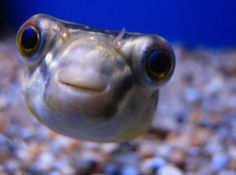 a close up of a fish looking at the camera