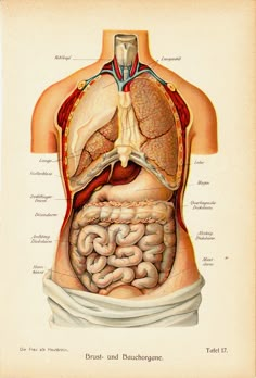 an old medical illustration shows the anatomy of the human body