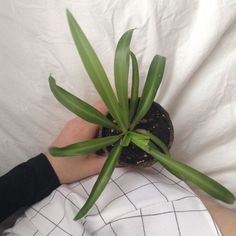 a person is holding a plant in their hand on a white sheeted bed spread