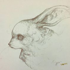 a pencil drawing of a rabbit's head