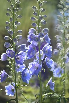 blue flowers are blooming in the sun