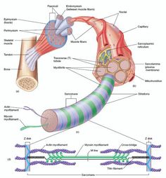 diagram of the human body and its major structures labeled in this image, you can see part of an animal's stomach