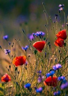 some red and blue flowers in the grass