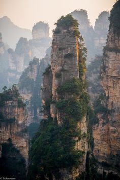 some very tall rocks with trees growing on them in the foggy mountainside area