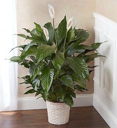 a large potted plant sitting on top of a wooden floor next to a window