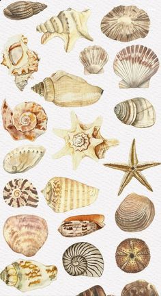 watercolor painting of seashells and starfish