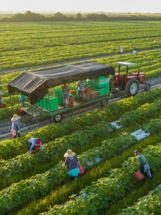 people are walking around in the field near a tractor and some green plants, while one person is pulling a cart with crates on it