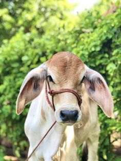 a brown and white cow wearing a bridle with trees in the back ground