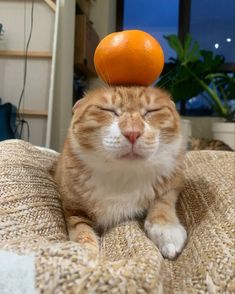 an orange sitting on top of a cat's head