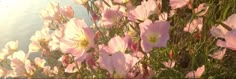 Flowers.
Flowers headers.
Headers twitter. Flower Header, Editor Video, Cocoppa Wallpaper, Cute Banners