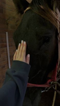 a person petting the nose of a horse