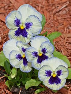 three blue and white pansies are in the ground next to some brown mulch