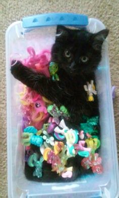 a black cat laying in a plastic container filled with toys