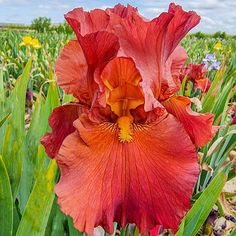 a large red flower sitting in the middle of a field