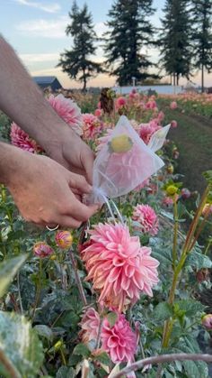 someone picking flowers from a field with trees in the background