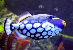 a blue and white fish in an aquarium