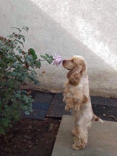 a dog standing on its hind legs with a flower in it's mouth