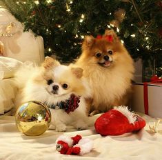 two small dogs sitting next to each other on a bed near a christmas tree and presents