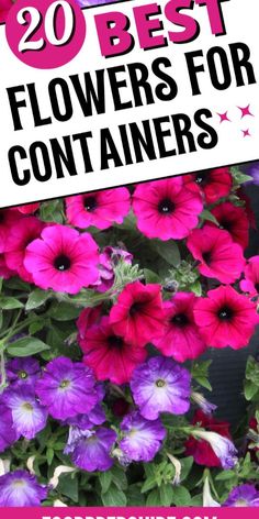 purple and pink flowers with text overlay that reads, 20 best flowers for containers