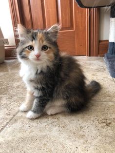 a kitten sitting on the floor in front of a cat tree looking at the camera