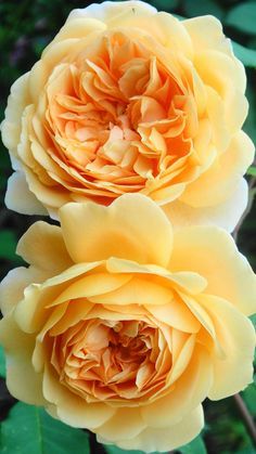 two yellow roses with green leaves in the background