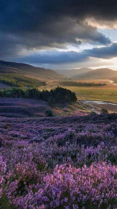 the sun shines through dark clouds over purple flowers