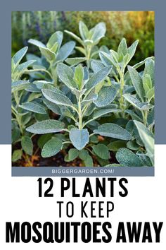 Explore the 12 Best Plants to Keep Mosquitoes Out of Your Yard This Summer, featuring Plants That Keep Mosquitoes Away, Plants That Repel Bugs, and Plant That Repel Mosquitos. Discover Plants Against Mosquitos, Plants That Ward Off Mosquitos, and Mosquitoes Repellent Plants. Includes Mosquito Porch Ideas and Plants For Bug Repellent and Mosquito Repellent. Plants That Repel Mosquitos Patio, Outdoor Bug Repellent Ideas, Outdoor Bug Repellent, Mosquito Repellent Spray, Plants That Repel Bugs, Planting Marigolds, Gardening Inspiration, Mosquito Repelling Plants, Basil Plant