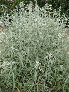 some very pretty green plants in the grass